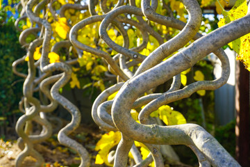 Funny twisted branches of plants on the plantations in the village of Iwon. South...