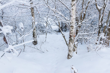 Winter landscape with snowy birch trees in the park