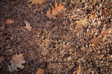 Sun dappled view of oak leaves on ground in soft focus