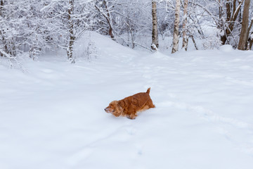 English cocker spaniel dog portrait in winter