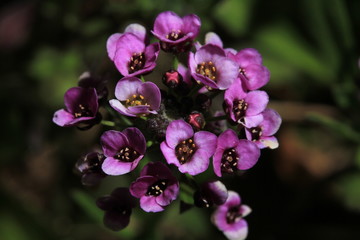 Orchid in Thailand.