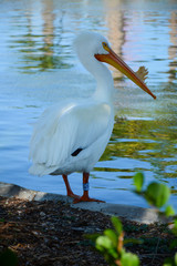 MIAMI, FL, USA - APRIL 29, 2018: A bird in Miami zoo one of the biggest zoo in United States
