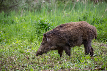 Wild boar ( Sus scrofa )  walking in nature still life. Dense forest trees, reeds and grass, wild landscape. The natural scenery , Wildlife.