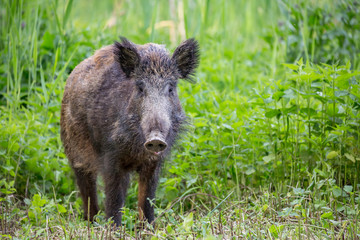 Wild boar ( Sus scrofa )  walking in nature still life. Dense forest trees, reeds and grass, wild landscape. The natural scenery , Wildlife.