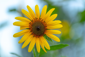 Sunflower up close