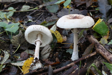 Mushrooms in the woods (Czech Republic, Europe)