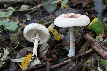Mushrooms in the woods (Czech Republic, Europe)