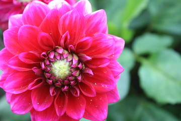 Fototapeta premium Dahlienblüte