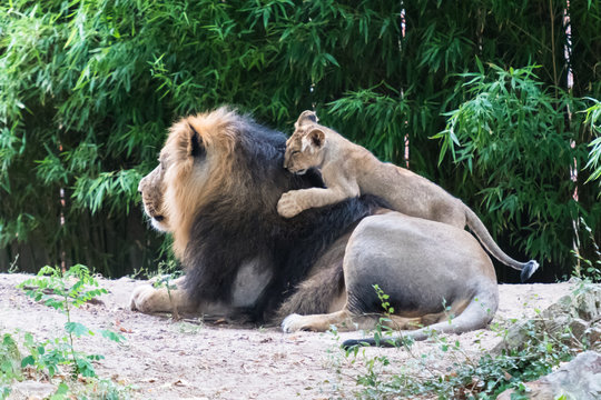 Löwenbaby klettert auf Löwen-Papa