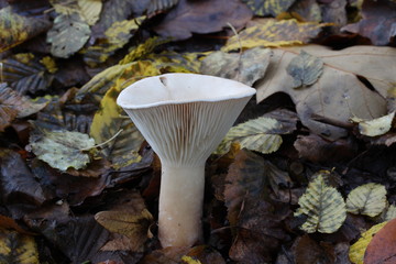 Mushrooms in the woods (Czech Republic, Europe)