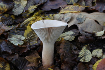 Mushrooms in the woods (Czech Republic, Europe)