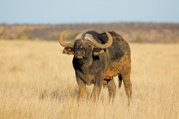 An African buffalo (Syncerus caffer) in open grassland, Mokala National park, South Africa.