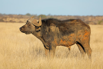 Obraz na płótnie Canvas An African buffalo (Syncerus caffer) in open grassland, Mokala National park, South Africa.