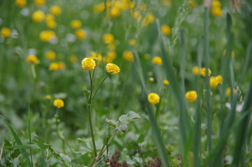 Beautiful little yellow flowers 