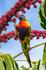Colourful Australian rainbow lorikeet feeding on red umbrella plant flowers and fruit