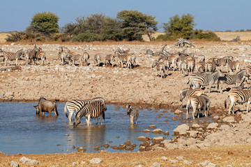 Fototapeta na wymiar Zebras (Equus burchelli) and a wildebeest and at a waterhole, Etosha National Park, Namibia.