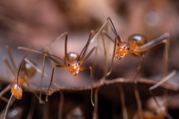 Invasive yellow crazy ants in Queensland, Australia