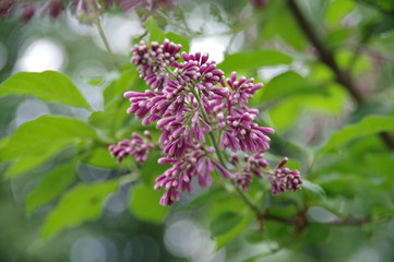 Purple lilac buds