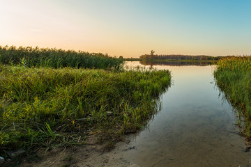 Obraz premium The shore of a small river overgrown with reeds and sedge