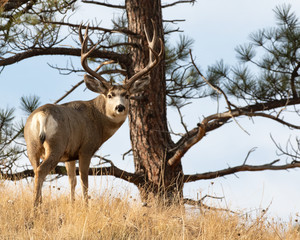 Mule Deer Buck Looks Back