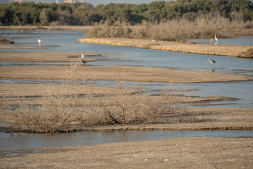 Wild Birds in Ras Al Khor Wildlife Sanctuary, Ramsar Site, Mangrove hide 1, Dubai, United Arab Emirates