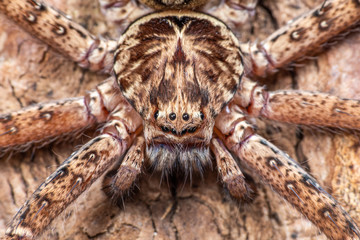 Large Australian huntsman spider