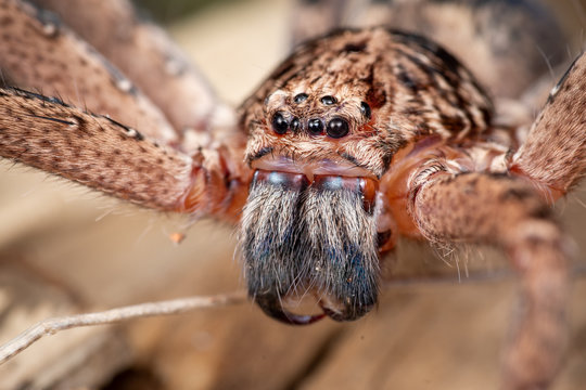 Large Australian huntsman spider