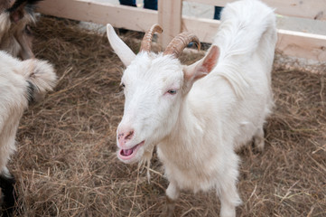 Fototapeta premium White goat on a farm