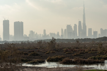 Fototapeta na wymiar Wild Birds in Ras Al Khor Wildlife Sanctuary, Ramsar Site, Mangrove hide 1, Dubai, United Arab Emirates