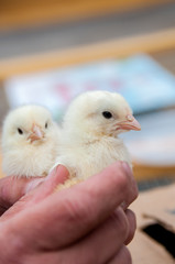 Two chicken in farmer's hands