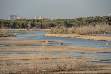 Wild Birds in Ras Al Khor Wildlife Sanctuary, Ramsar Site, Mangrove hide 1, Dubai, United Arab Emirates