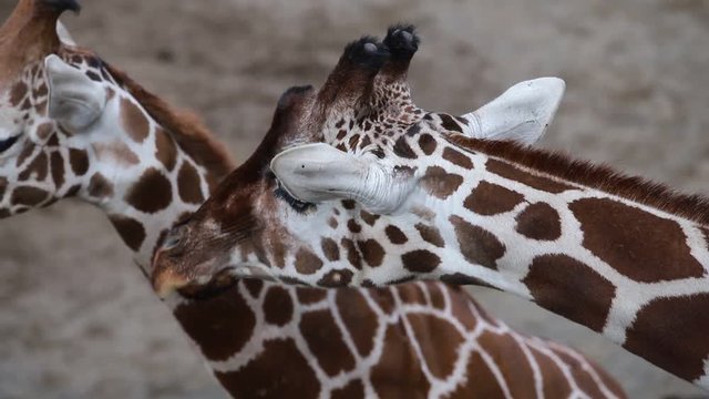 キリンの親子