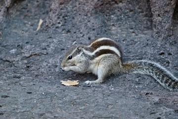 indian squirrel