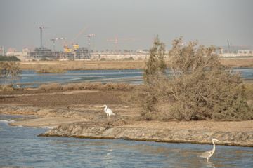 Wild Birds in Ras Al Khor Wildlife Sanctuary, Ramsar Site, Mangrove hide 1, Dubai, United Arab Emirates