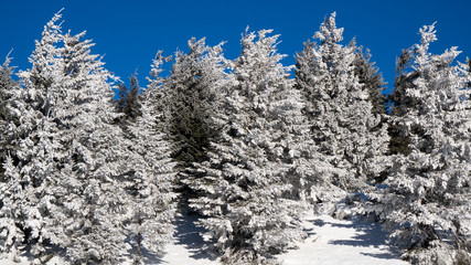 mountains in winter