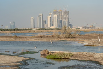 Wild Birds in Ras Al Khor Wildlife Sanctuary, Ramsar Site, Mangrove hide 1, Dubai, United Arab Emirates