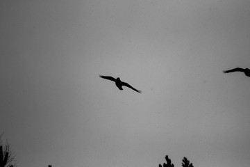 birds flying in the mountains