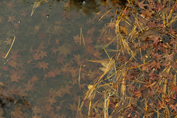 川に沈んだ紅葉の葉