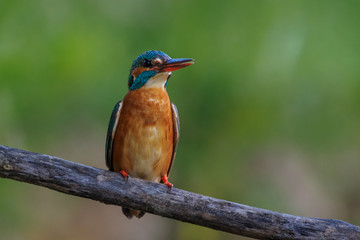 kingfisher (alcedo atthis) in natural habitat