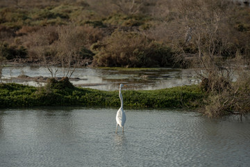 Fototapeta premium Wild Birds in Ras Al Khor Wildlife Sanctuary, Ramsar Site, Mangrove hide 1, Dubai, United Arab Emirates