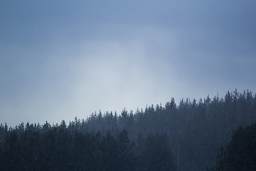 beautiful forest photos