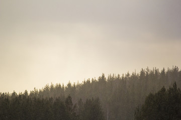 beautiful forest photos