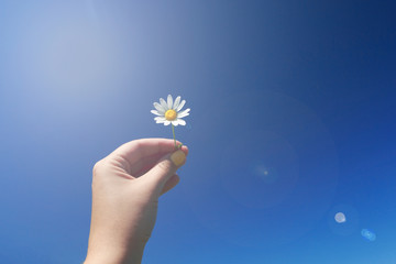 Camomile flower on a background of blue sky. Sunny day, copy spa