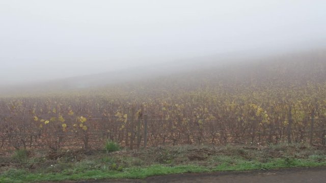 Wine grape Vineyard with heavy fog in autumn, in the Dundee hills of Oregon. Camera moves overlooking the rows of vines with some yellow leaves and some small unpicked berry clusters. 