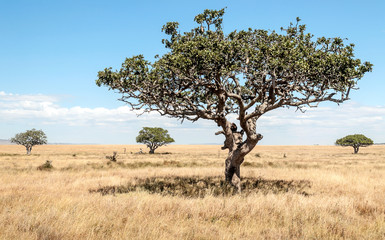 Acacias in Tanzania on a sunny day