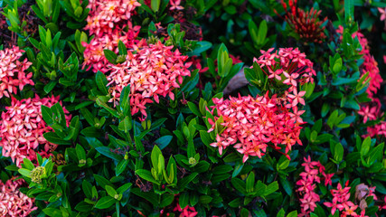 Naklejka premium Macro shot of a group of red and pink Thai Ixora flower with green leaf blossom in the garden