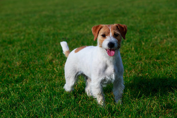 Jack Russell Terrier dog