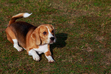 Dog breed beagle