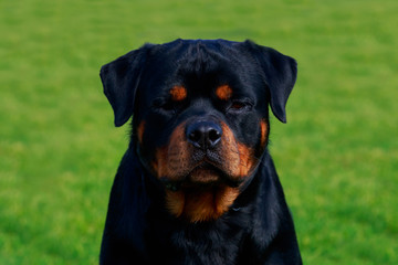 Obraz premium Dog breed Rottweiler