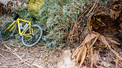 bicycle rests on shrub in forest